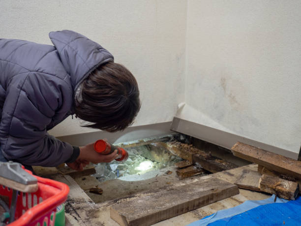 Best Attic Mold Removal  in Airy Heights, WA