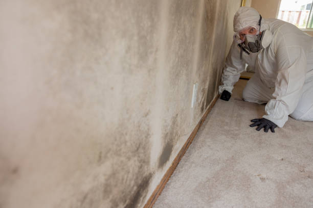 Best Mold Removal for HVAC Installations  in Airy Heights, WA